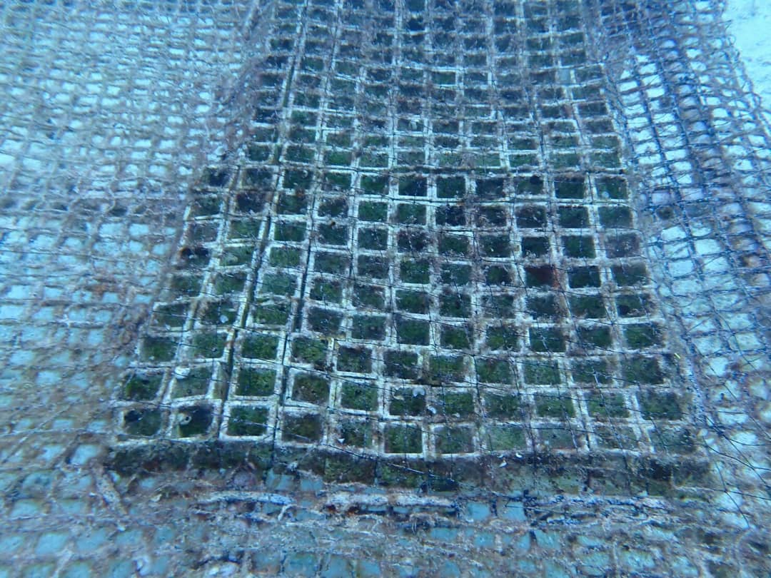 珊瑚　陸上種苗生産　５