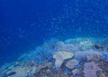 シュノーケル🐠ツアー