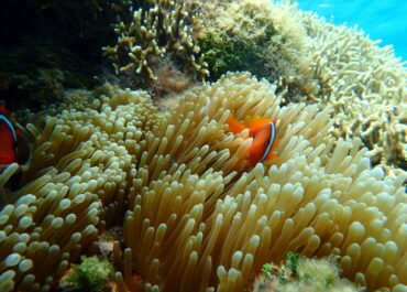 シュノーケル🐠ツアー