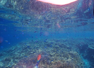 シュノーケル🐠ツアー