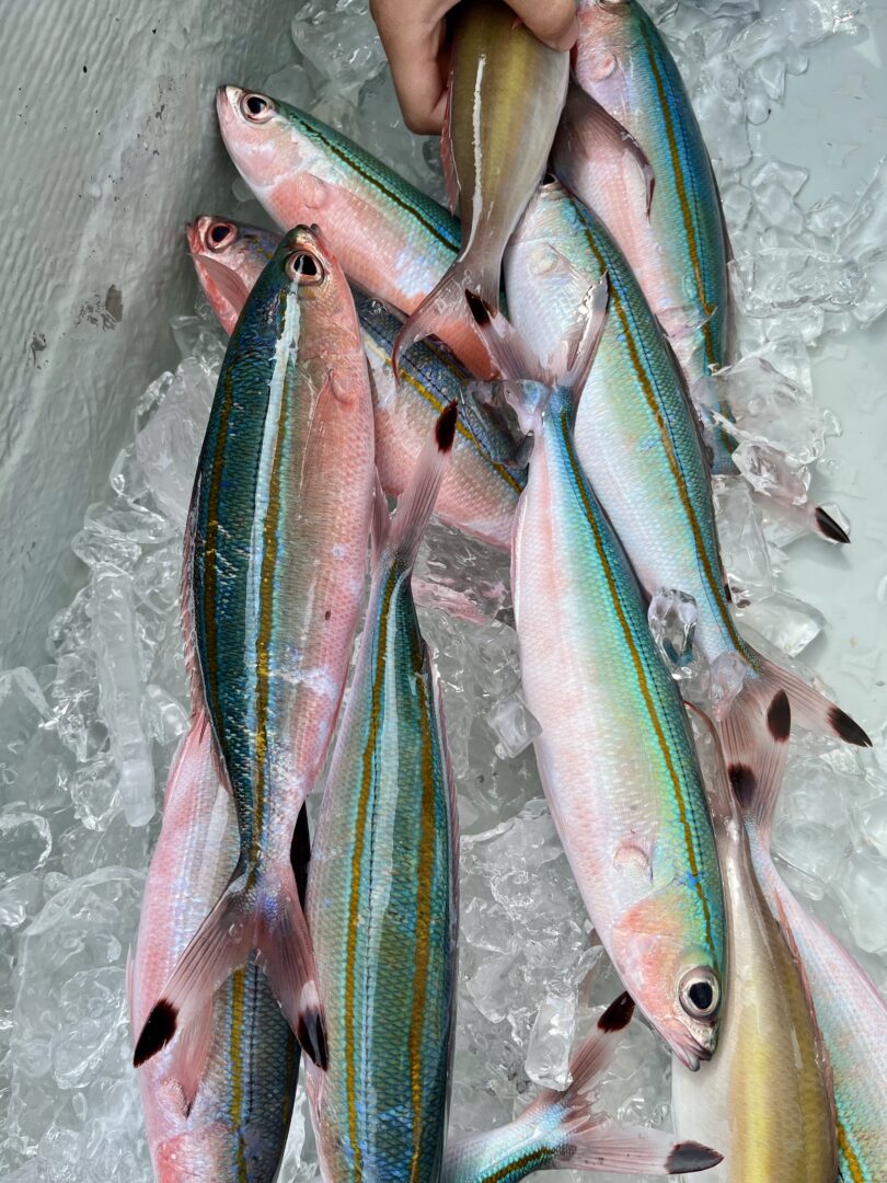 シュノーケル&体験釣りツアー🎣