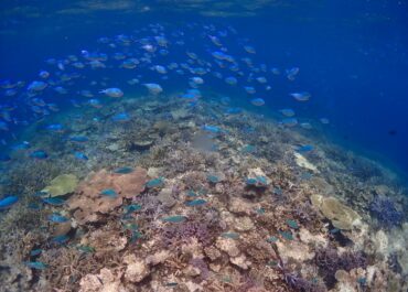 シュノーケル🐡ツアー