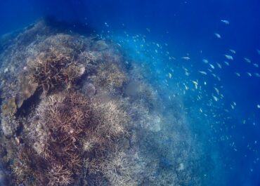 シュノーケル🐠ツアー