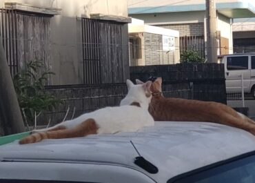 のどかでしょ〜笑