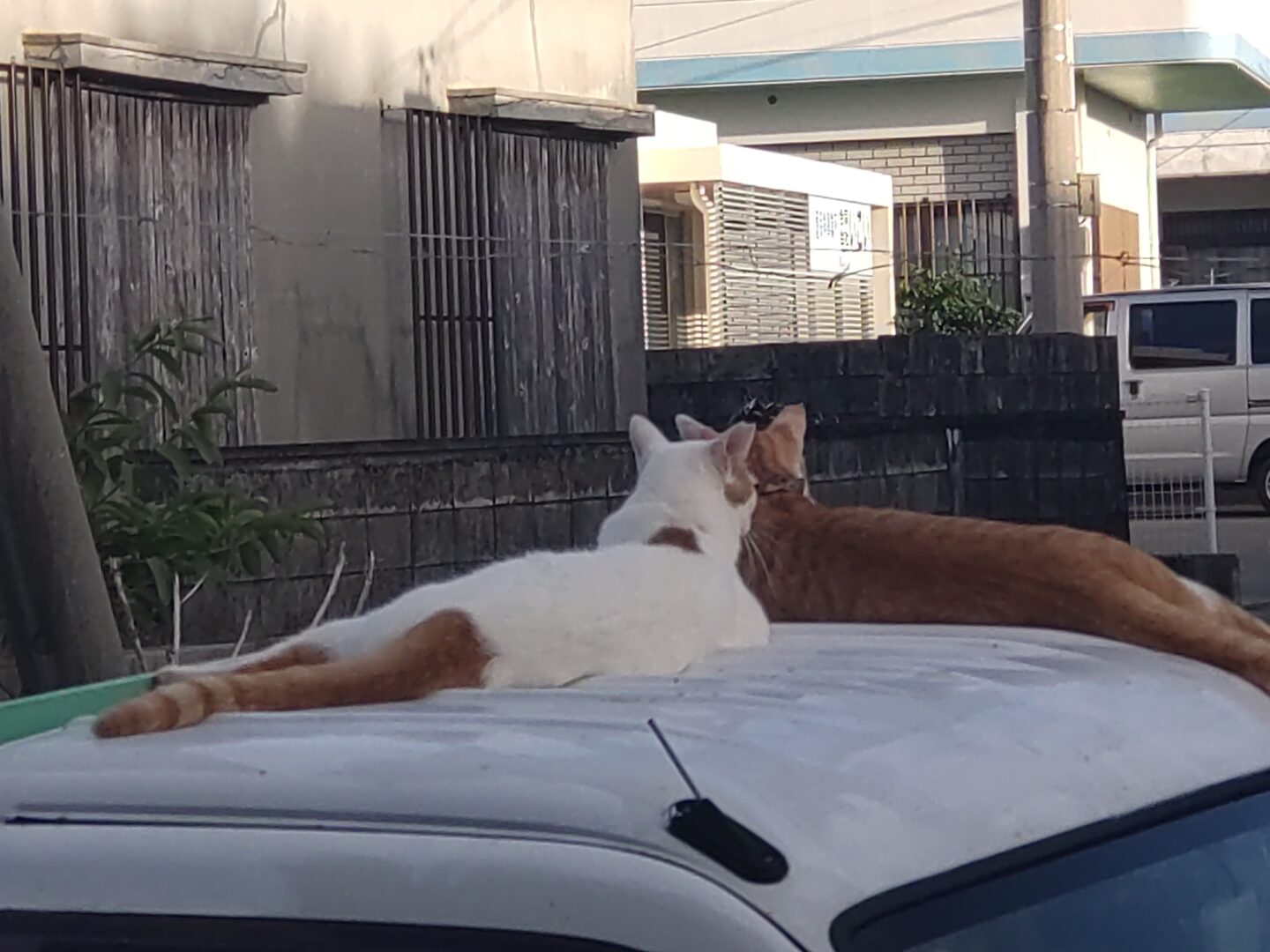 のどかでしょ〜笑