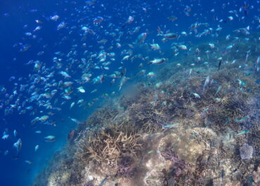 シュノーケル🐠ツアー