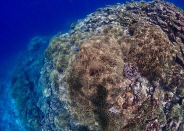 シュノーケル🐡ツアー