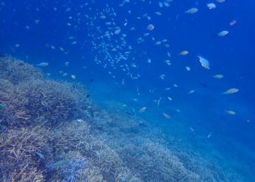 シュノーケル🐟ツアー