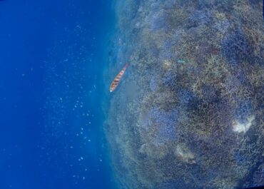 シュノーケル🐠ツアー