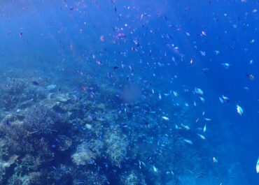 シュノーケル🐟ツアー