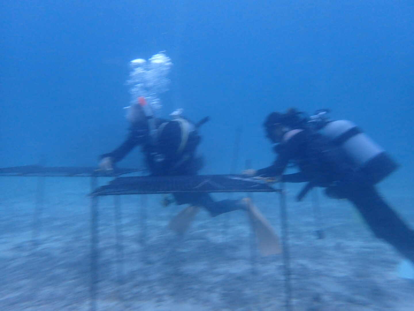 今日もサンゴのお仕事