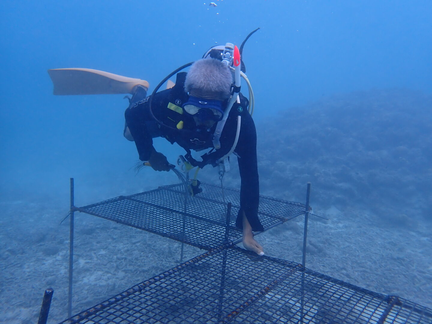 またまたサンゴ🪸