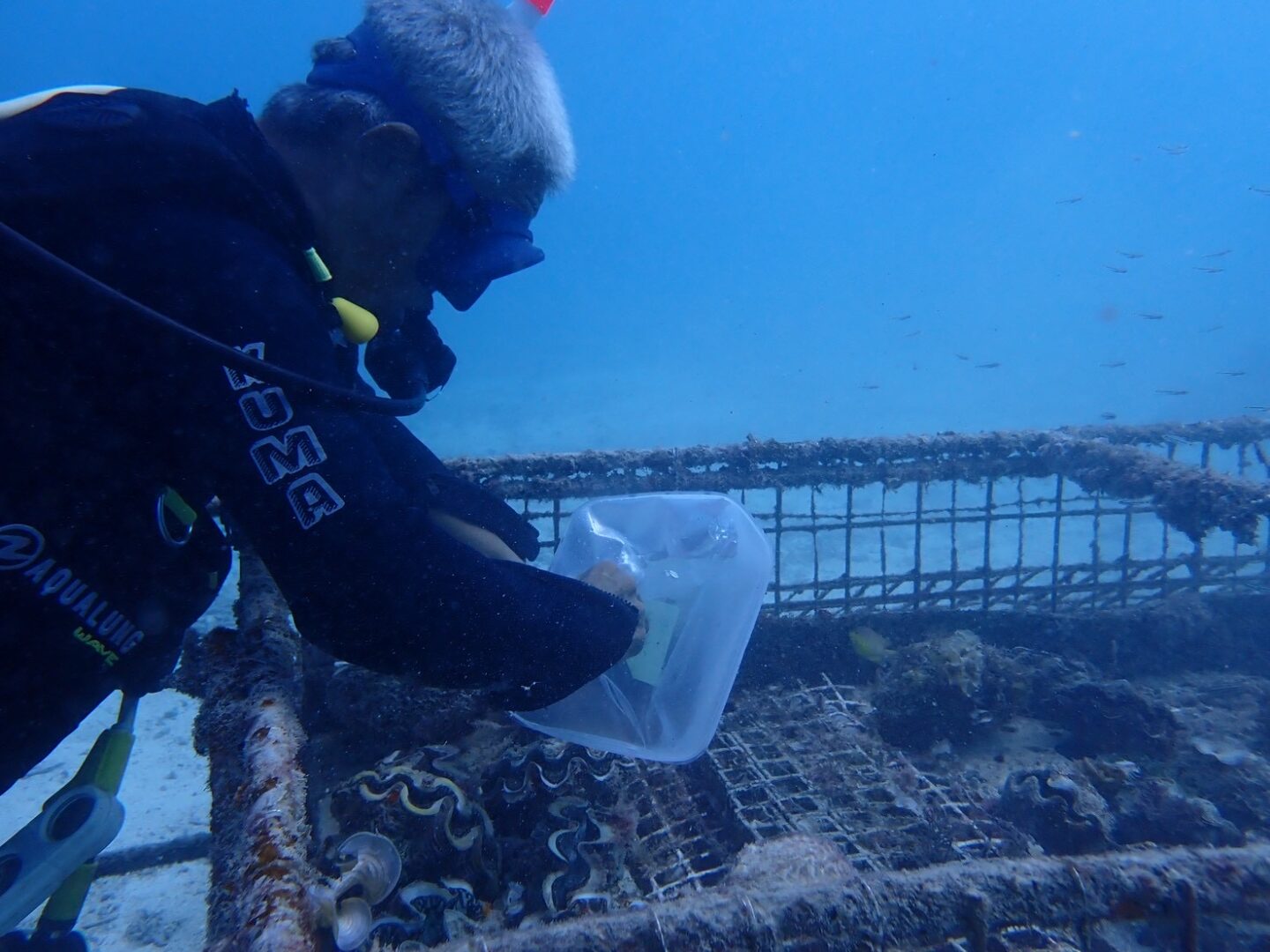 サンゴ🪸のお仕事