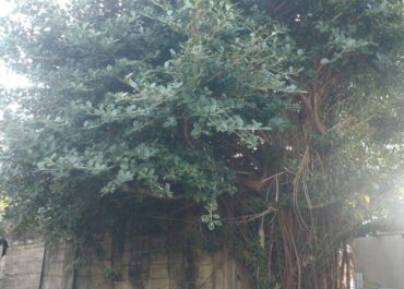 ◯◯も木から落ちるの巻!