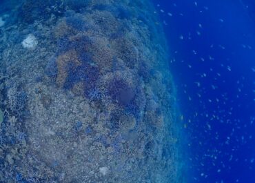 シュノーケル🐢ツアー