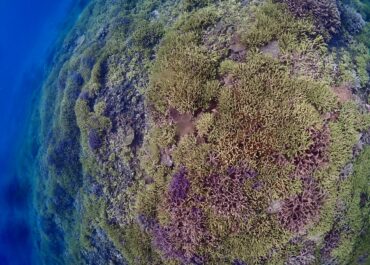 シュノーケル&体験グルクン釣り🎣ツアー