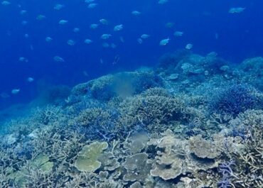 シュノーケル＆体験グルクン釣り🎣ツアー