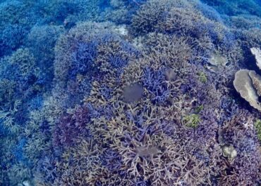 シュノーケル🐟ツアー