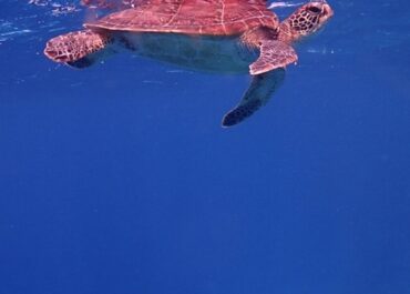 シュノーケル🐢ツアー