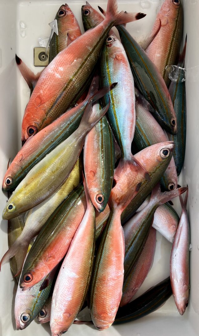 シュノーケル＆体験グルクン釣りツアー🎣