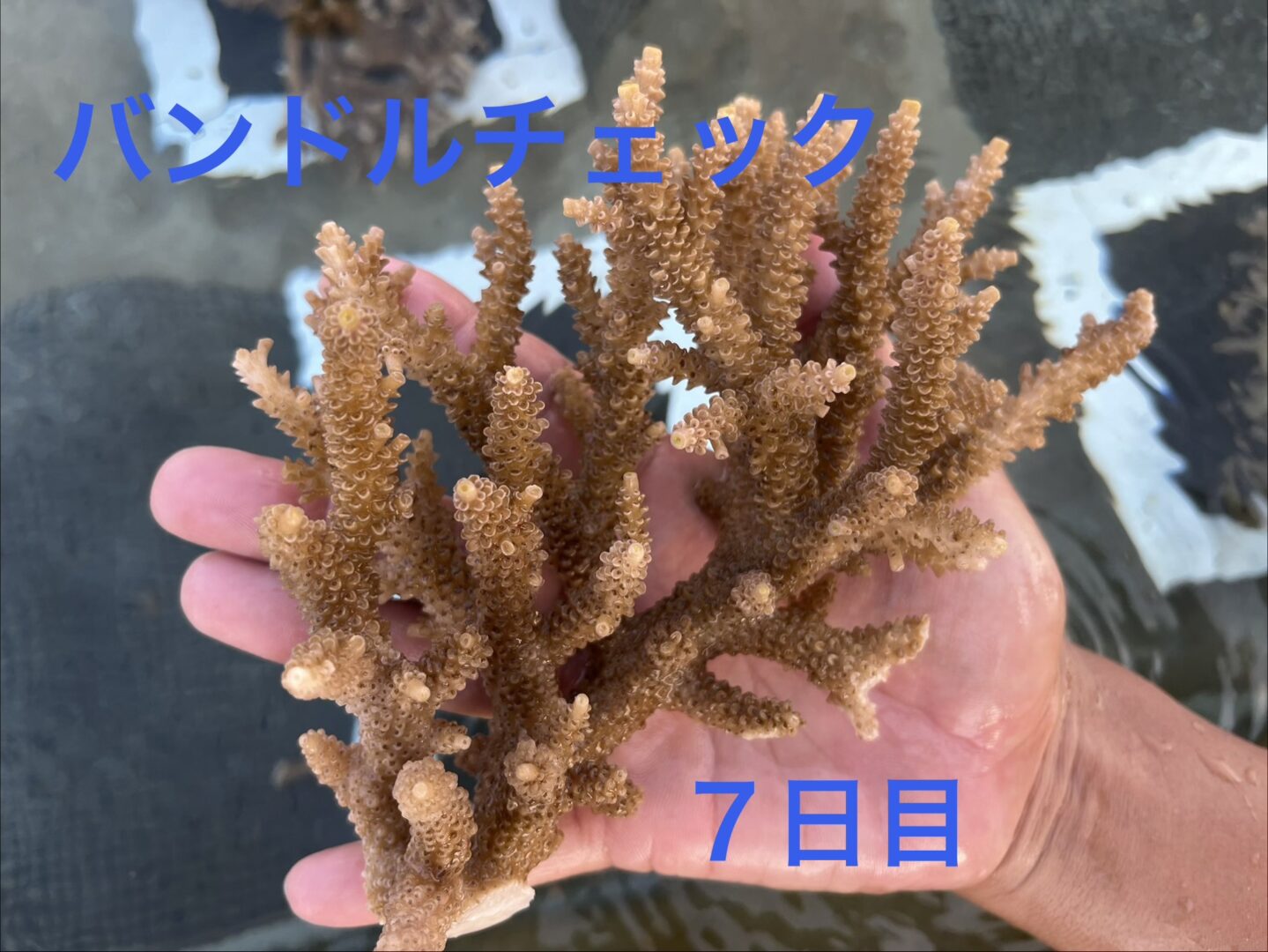 ７日目