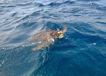 シュノーケル🐢ツアー