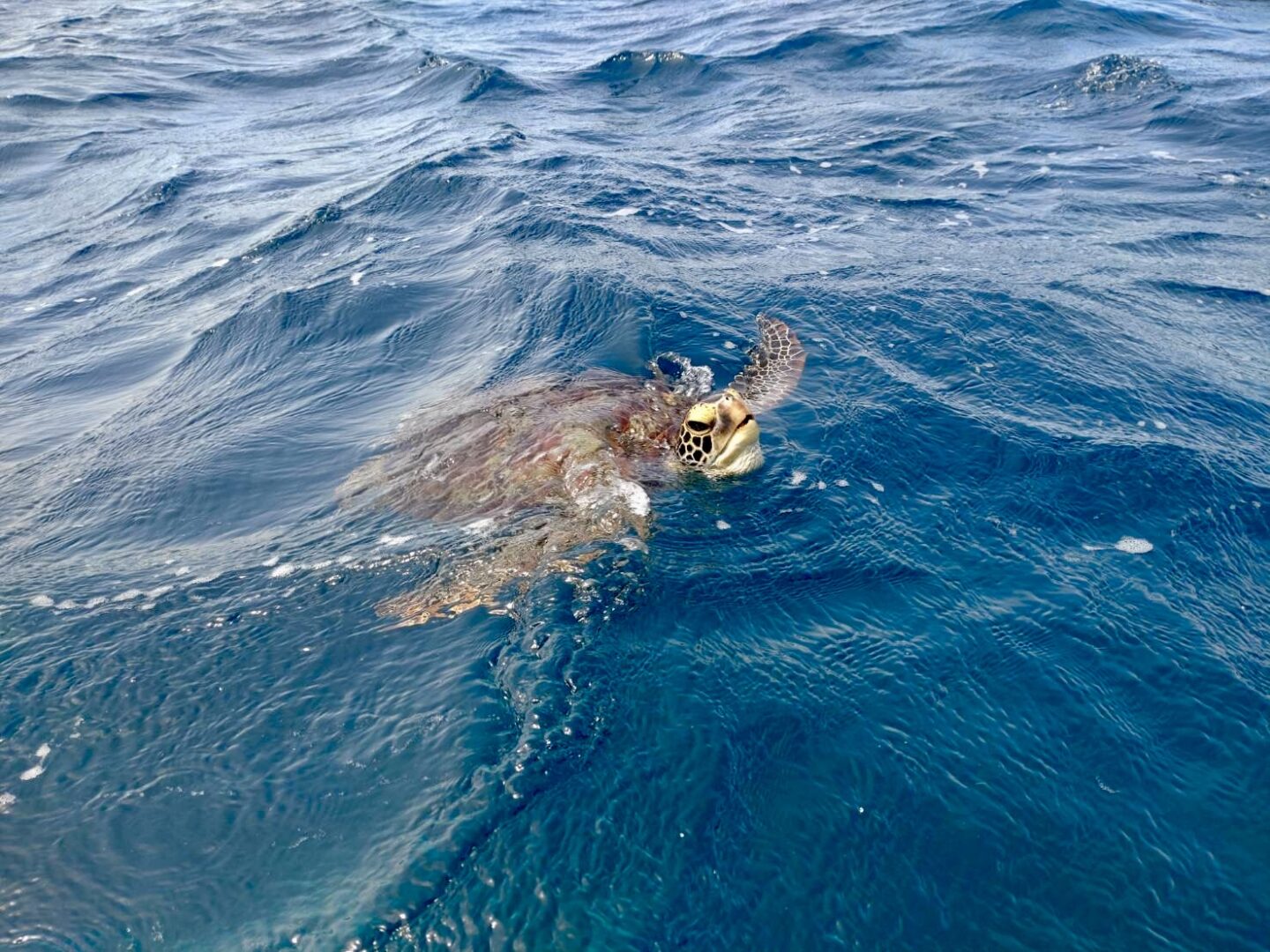 シュノーケル🐢ツアー