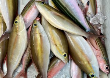 シュノーケル＆体験グルクン釣り🎣ツアー