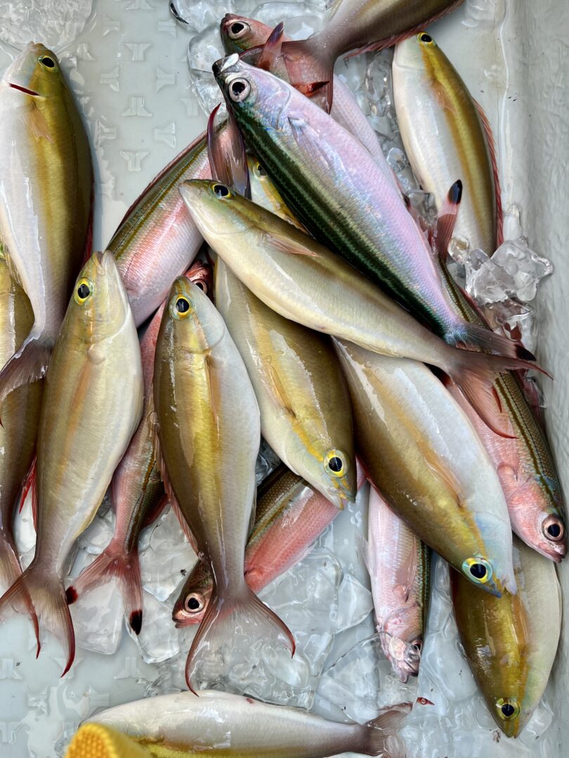 シュノーケル＆体験グルクン釣り🎣ツアー