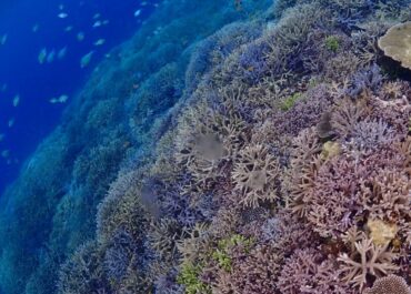 シュノーケル🐠ツアー