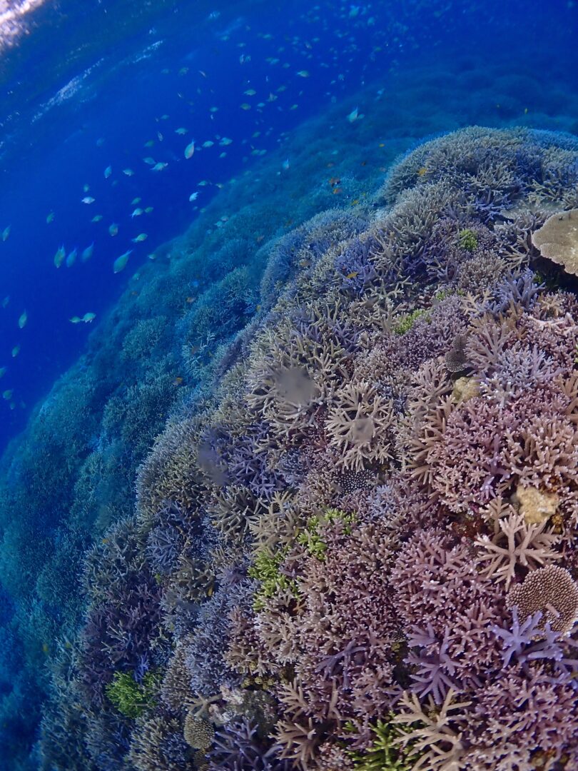 シュノーケル🐠ツアー