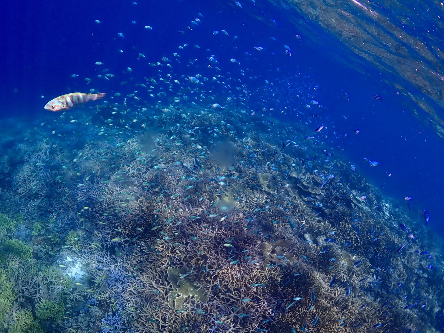 シュノーケル🐢ツアー