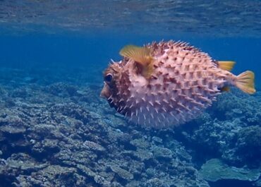 シュノーケル🐡ツアー