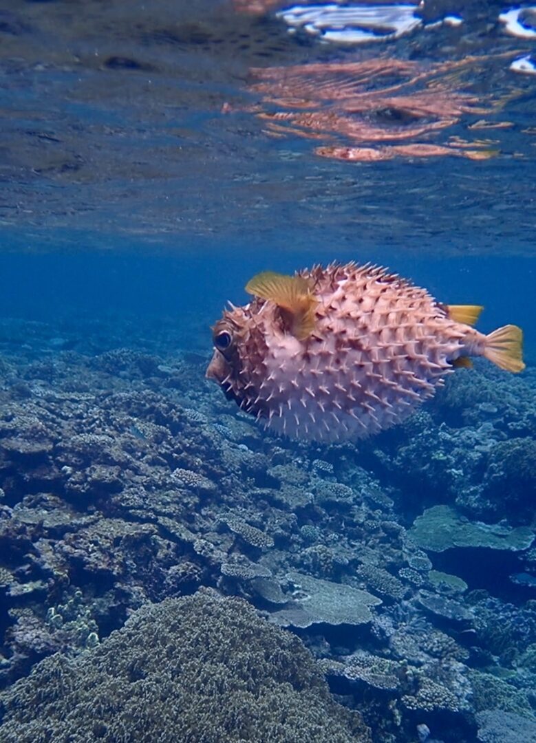 シュノーケル🐡ツアー