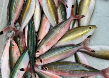 シュノーケル＆体験グルクン釣り🎣ツアー