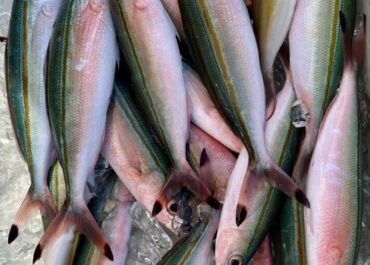 シュノーケル&体験グルクン釣り🎣ツアー