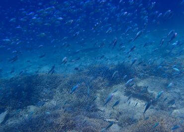 シュノーケル🐠ツアー