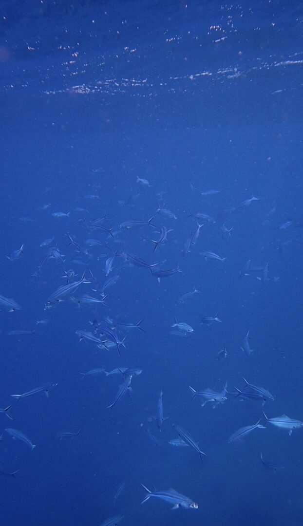 シュノーケル🐟ツアー