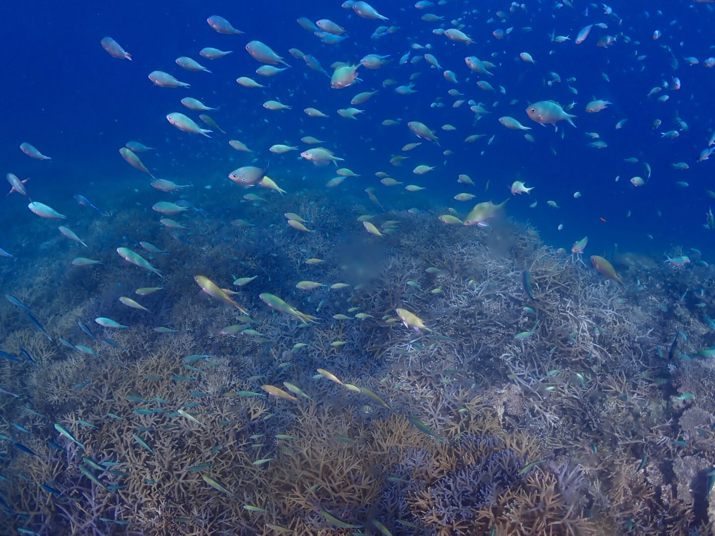 シュノーケル🤿ツアー