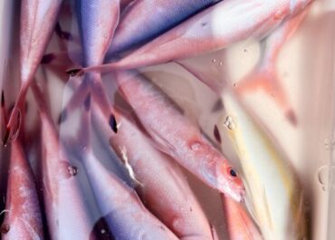 シュノーケル＆体験グルクン釣り🎣ツアー