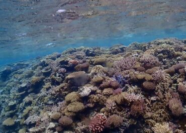 シュノーケル🐢ツアー