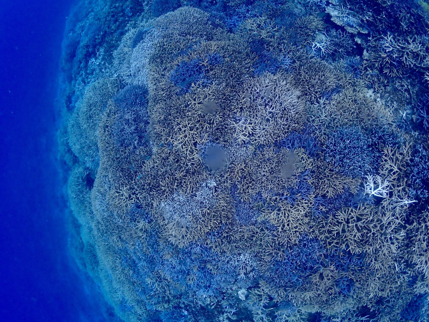 シュノーケル🐠ツアー