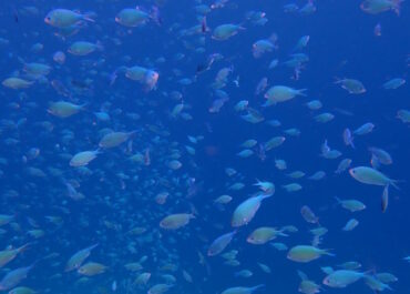 シュノーケル🐟ツアー