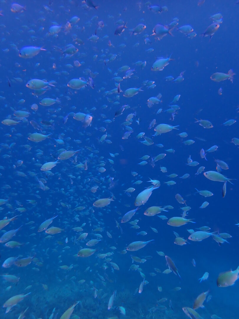 シュノーケル🐟ツアー