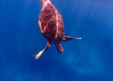 シュノーケル🐢ツアー