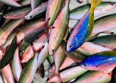 シュノーケル&体験グルクン釣りツアー🎣