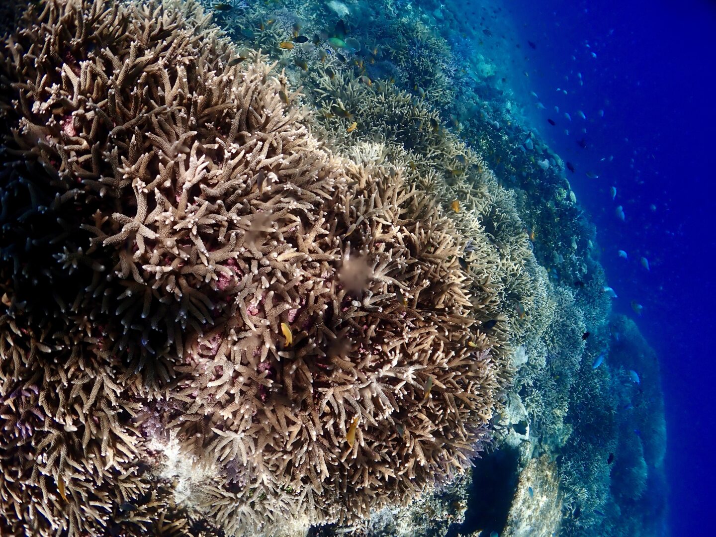 シュノーケル🤿ツアー