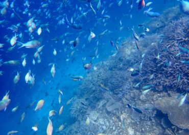 シュノーケル🐠ツアー