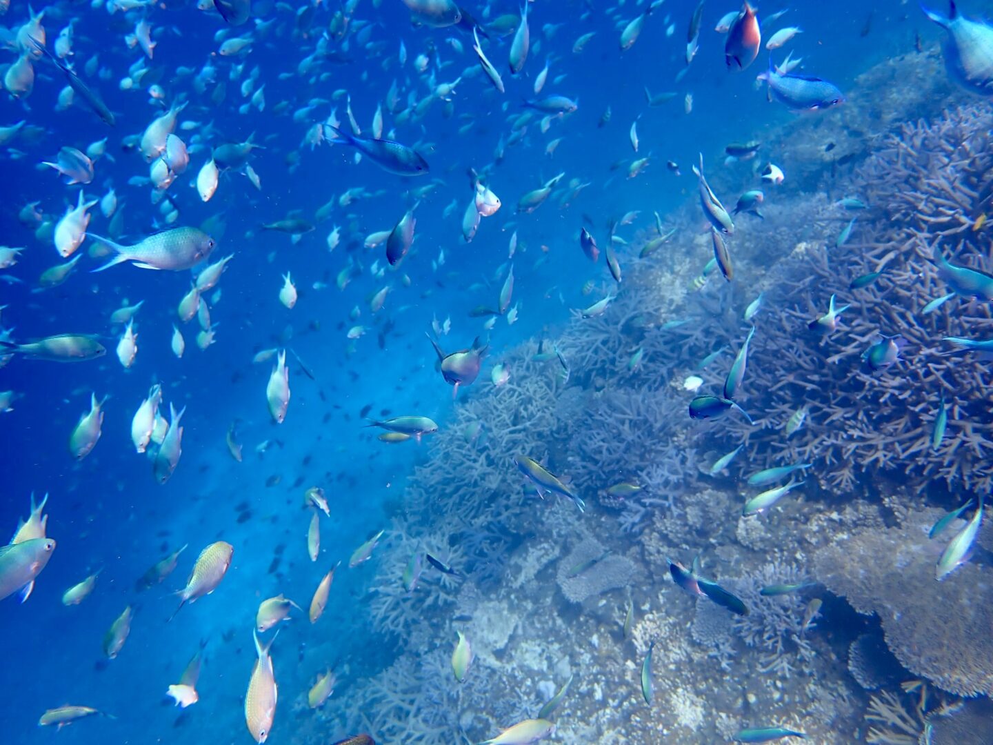 シュノーケル🐠ツアー