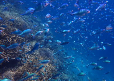 シュノーケル🐟ツアー